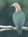 imperial pigeon