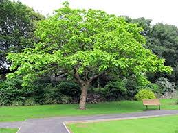 Azhinjal Tree SHORT STORY: TWO ARJUN TREES | Shravan charity mission
